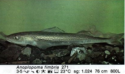 Anoplopoma fimbria
